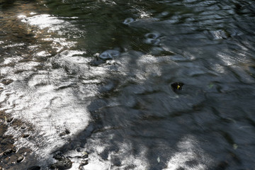 flowing stream of freshwater