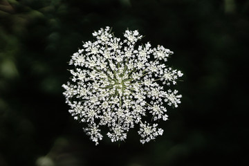 Close up of a wildflower in nature