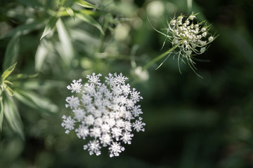 Close up of hemlock in nature