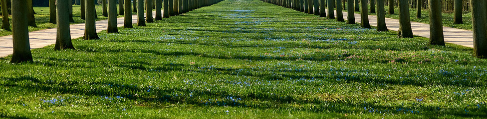 Abstract flower meadow in perspective between the trunks of tree rows of an avenue