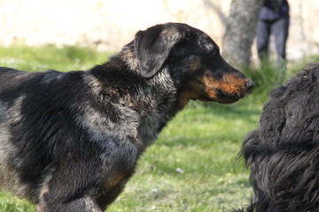 Fototapeta premium Sheepdogs domestic garden puppy playing together