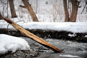 arbre mort