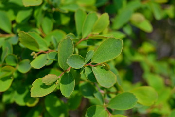 green leaves background