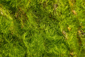 Moss texture, background with copy space