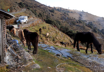 Horses and ponies grazing in the morning hours at Phalut situated at 11,930 ft altitude in...