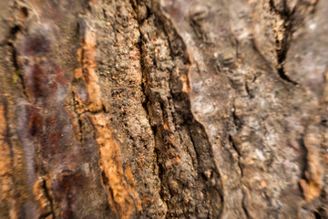 texture of bark wood use as natural background