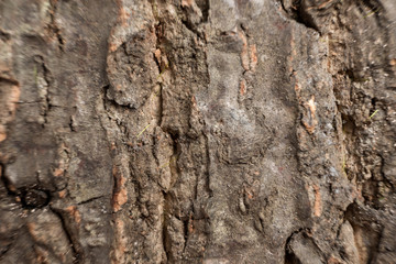 texture of bark wood use as natural background