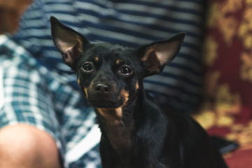 Black toy terrier dog sitting on a sofa close up