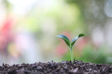 Young green plants growing in the morning 