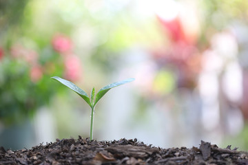 Young green plants growing in the morning 