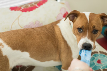 Naughty puppy chewing on sock