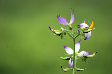 Fototapeta premium beautiful purple flower morning refresh droplet