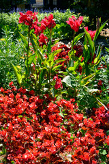 Naklejka premium Closeup red cannas and begonias flowers