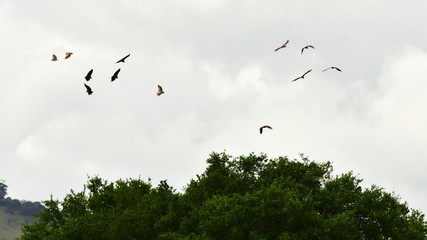 vultures over carcass in Hluhluwe national park in South Africa
