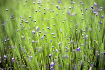 Fototapeta na wymiar beautiful purple white flower morning refresh droplet