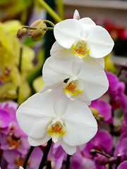 Closeup of three white orchids of genus Phalaenopsis