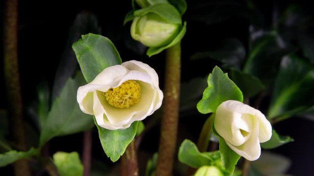 Hellebore Flower White Color Blooming Buds in Time Lapse on a Green Leaf Background. Spring mood Helleborus caucasicus