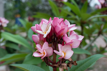 pink flower in the garden