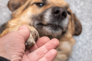 A man holds a dog's paw in his hand