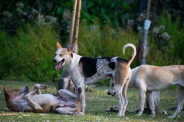 three indian street dogs playing in a field outdoor in daylight. one dog is laughing putting his tongue out
