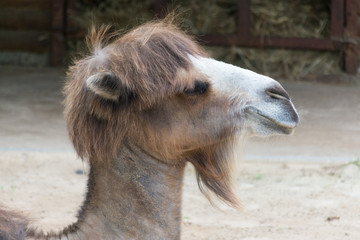 The head of a two-Humped camel