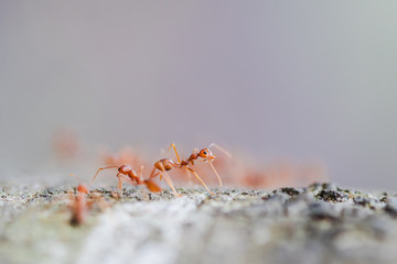 The macro close-up of red weaver ant on the tree.