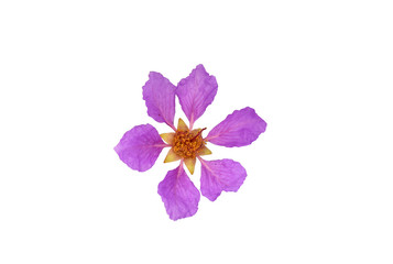 Close-up of Queen's flower (Lagerstroemia speciosa) on a white background. Clipping path