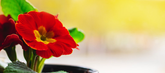 Red primrose flowers in a pot on a yellow background, panorama