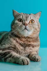 Fototapeta na wymiar scotish cat on a blue background