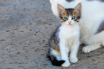 Young kitten with a serious look