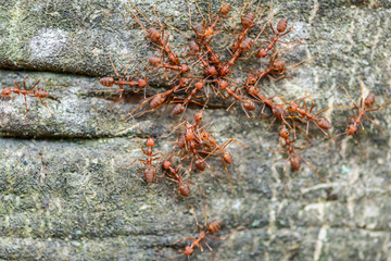 The macro close-up of red weaver ant on the tree.
