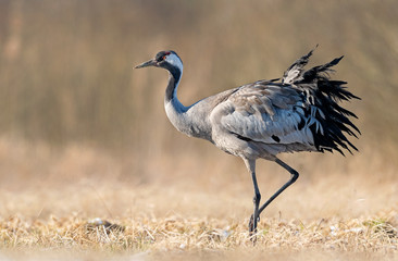 Common crane (Grus grus) bird