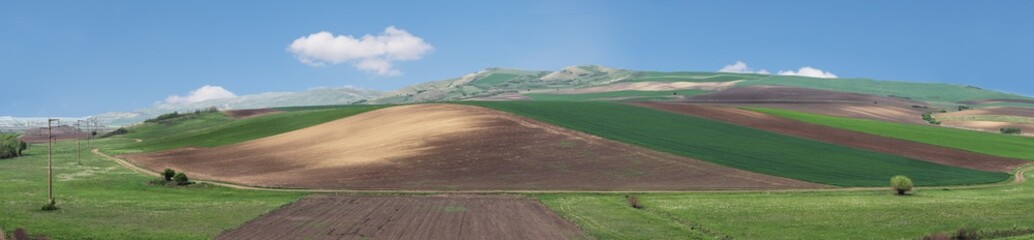 Biodiversity, different crops of cereals sown on agricultural land, in spring