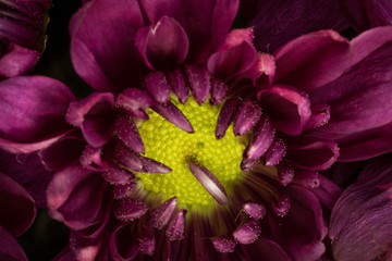 Flower macro