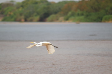 Héron blanc brésilien