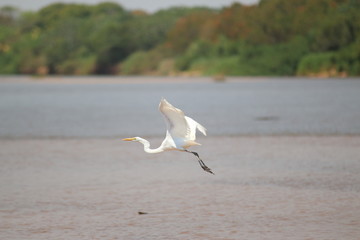 Héron blanc brésilien