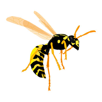 Wasp on a white background in realistic style. Vector graphics