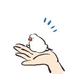 手乗り文鳥
