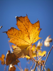 yellow maple leaf WITH BLUE SKY