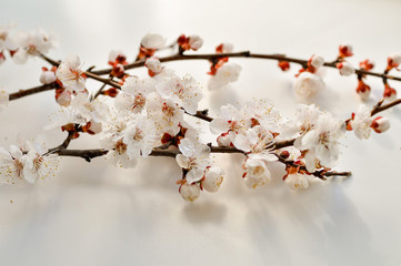  Blooming apricot branches on a white background.