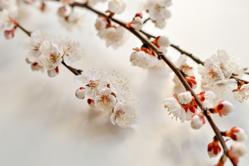 Blooming apricot branches on a white background.