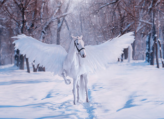 Fantasy divine sunlight fabulous mythical Pegasus. White beautiful creative birds wings. animal...