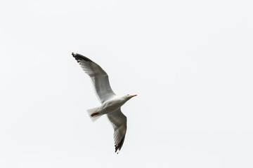 Mouette en vol 