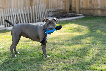 puppy playing in backyard with her favorite toy