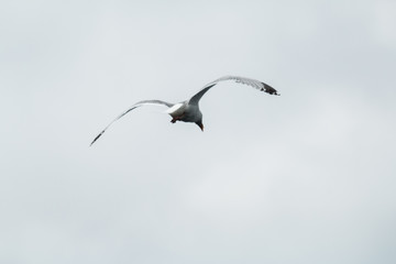 Mouette en vol 