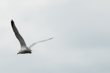 Mouette en vol 