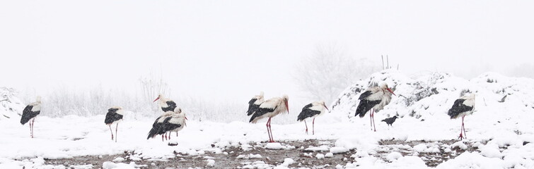 White Stork in snow, ciconia ciconia
