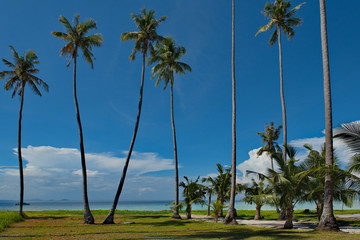 Malaysia. Coconut palms at numerous reef Islands near the island of Borneo near the town of Semporna