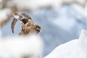 Alpine Ibex at the edge of the snowy forest (Capra ibex)
