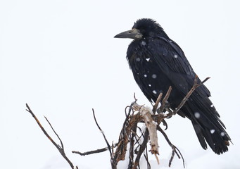 Rook on snow, Corvus frugilegus